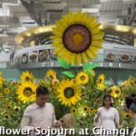 Bandara Changi Singapura Hadirkan Pameran A Sunflower Sojourn